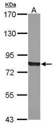 POR antibody [C2C3], C-term