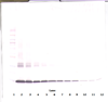 Biotinylated Anti-Human GM-CSF Western Blot Unreduced