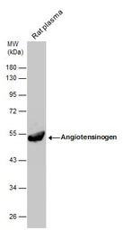 Angiotensinogen antibody [N1C3