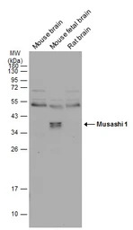 Musashi 1 antibody [N3C3]