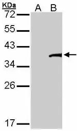 TFB2M antibody [C3], C-term