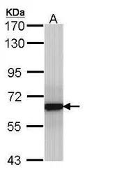 GRB14 antibody [N1C2]