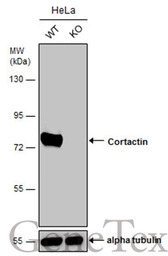 Cortactin antibody [N1], N-ter