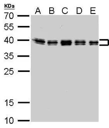 hnRNP C1/C2 antibody