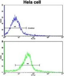 Glutaredoxin 2 antibody, C-ter