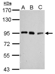 PCAF antibody [C3], C-term