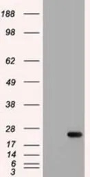 IL6 antibody [3G9]