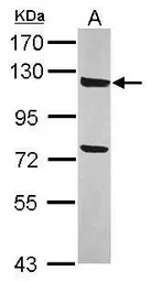 ANKLE2 antibody [N1N3]