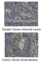MMP19 antibody, C-term