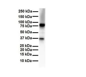 CPEB4 antibody, N-term