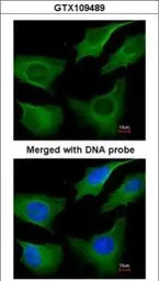 Cytokeratin 8 antibody [N1N3]