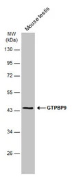 GTPBP9 antibody [C1C3]