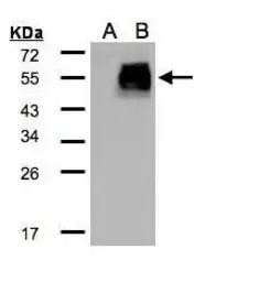 HIC5 antibody [N1], N-term