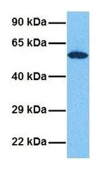 GRSF1 antibody, Internal