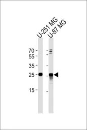 VTI1A antibody, C-term
