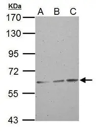 ABCG2 antibody