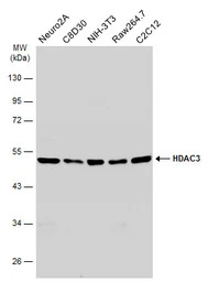 HDAC3 antibody [C3], C-term