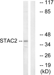 STAC2 antibody