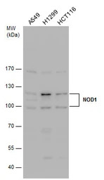 NOD1 antibody [C2C3], C-term