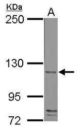 CD42b antibody
