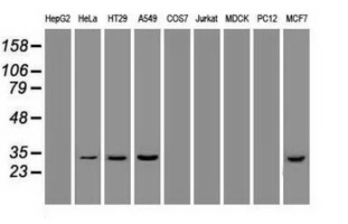 Hex antibody [3C4]