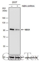 NBS1 antibody [1C3]