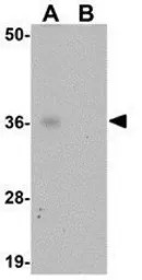 ABIN3 antibody