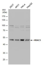 HDAC3 antibody