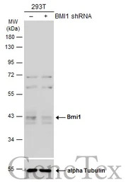 Bmi1 antibody