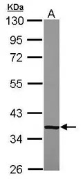 CFHL1 antibody [N1C2]