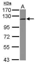 INTS5 antibody [C2C3], C-term