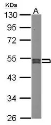SEPT7 antibody [N3C3]