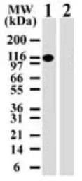 DNMT3A antibody [64B814.1]