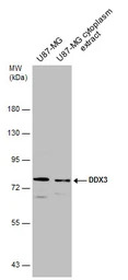 DDX3 antibody [N3C2], Internal