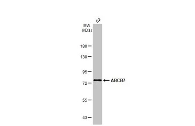 ABCB7 antibody [C1C3]