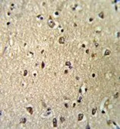 Importin beta 1 antibody, N-te