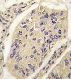 GHRH antibody, N-term