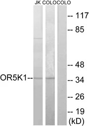 OR5K1 antibody