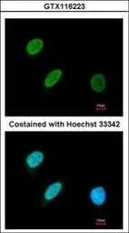 BRF2 antibody [N1C1]