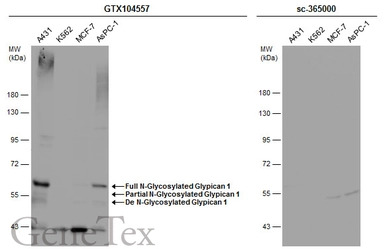 Glypican 1 antibody [N3C3]