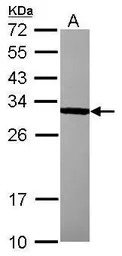 BCL10 antibody