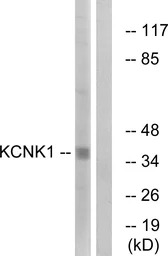 KCNK1 antibody