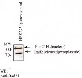 Rad21 antibody [CM110-2C10]