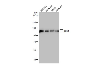 UBE1 antibody [N1N3]
