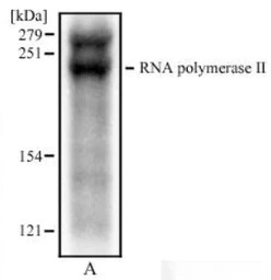 RPB1 antibody [4H8]
