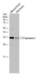Syntaxin 3 antibody [N1C2]