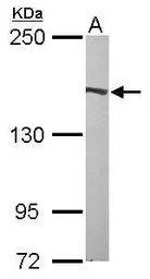 Flightless I antibody [N3C1], 