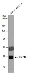 MMP10 antibody