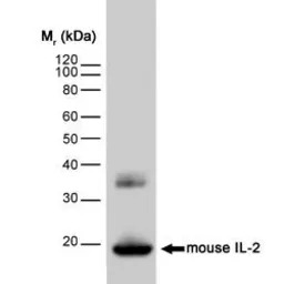 IL2 antibody [JES6-1A12]