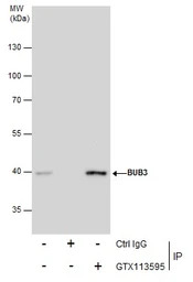 BUB3 antibody [N1C1]